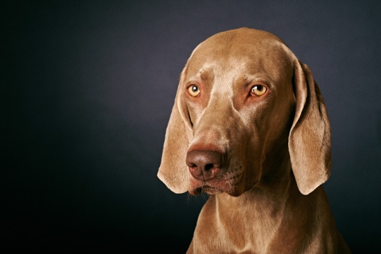 Ivoire, 15 septembre 2015