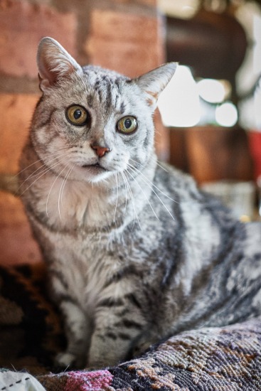 Goija & Isidoro, 18 septembre 2015