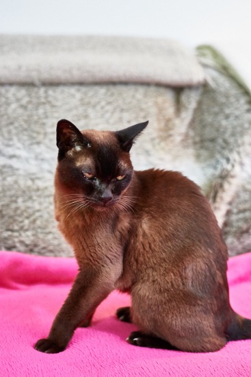 Miss P. Pi, 18 septembre 2015