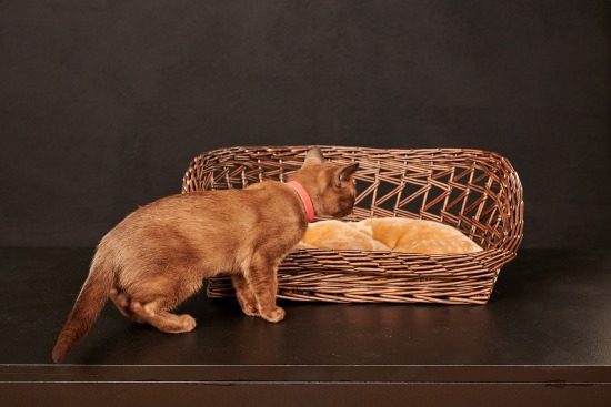 Chatterie de l'île St-Pierre, 30 avril 2010