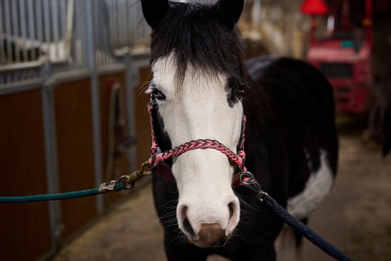 Céline & Animaux, 10 décembre 2023