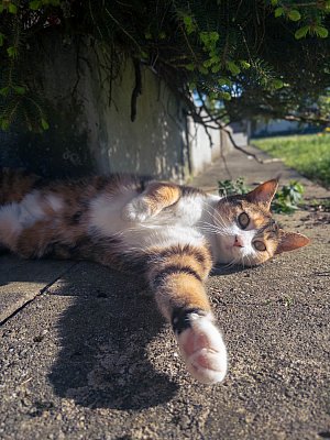 portait_chat_Kayla_Luna_Mariella.jpg