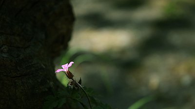 fleur_ivanna_C1A.jpg